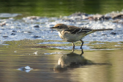 Motacilla tschutschensis