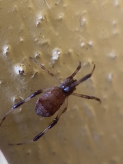 Episinus angulatus