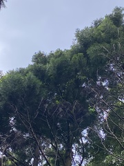 Cryptomeria japonica