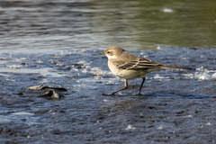 Motacilla tschutschensis