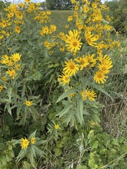 Helianthus grosseserratus