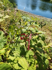 Ribes rubrum