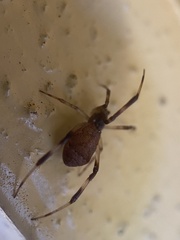 Episinus angulatus