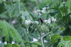 Thorybes dorantes dorantes