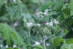 Thorybes dorantes dorantes