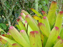 Neoregelia