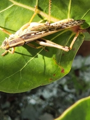 Schistocerca serialis cubense