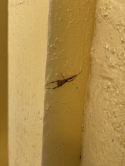 Episinus angulatus