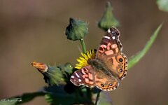 Vanessa braziliensis