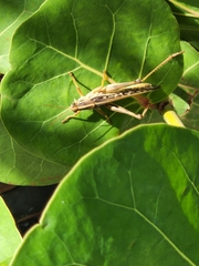 Schistocerca serialis cubense