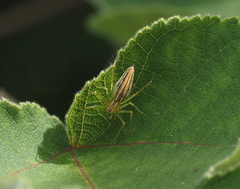 Oxyopes macilentus