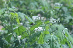 Thorybes dorantes dorantes