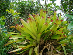 Neoregelia