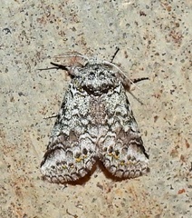 Litodonta hydromeli