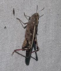 Aiolopus strepens