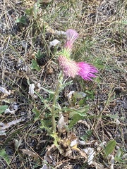 Cirsium andersonii