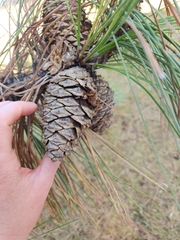 Pinus nigra