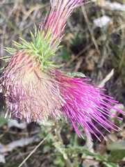 Cirsium andersonii