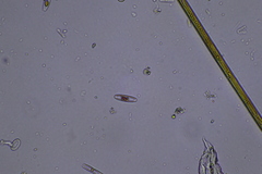 Bacillariophyceae