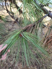 Pinus nigra