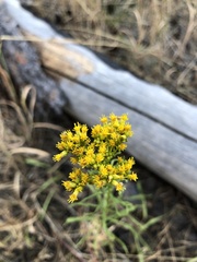 Solidago missouriensis