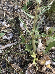 Cirsium andersonii