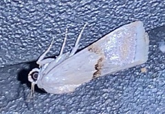 Ponometia elegantula