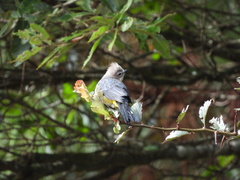 Ptiliogonys cinereus