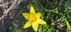 Romulea citrina
