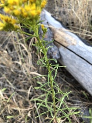 Solidago missouriensis