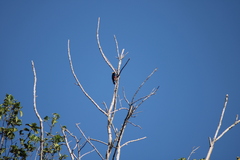 Melanerpes cruentatus