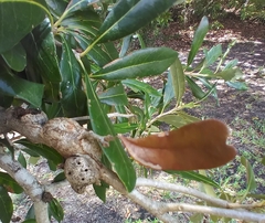 Callirhytis quercusbatatoides