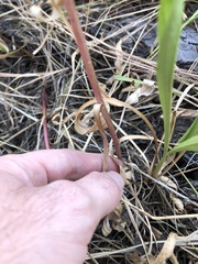 Solidago missouriensis