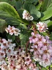 Bergenia