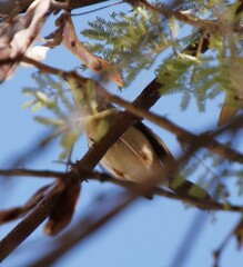 Camaroptera brachyura