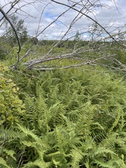 Dennstaedtia punctilobula