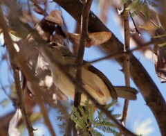 Camaroptera brachyura