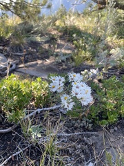 Symphyotrichum falcatum