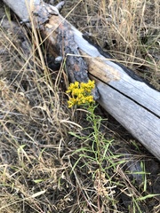 Solidago missouriensis