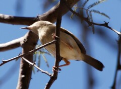 Camaroptera brachyura