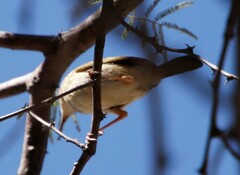 Camaroptera brachyura