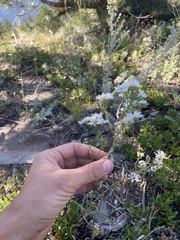 Symphyotrichum falcatum
