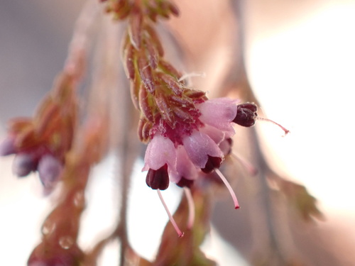 Image of Erica anguligera by (c) Ren Hoekstra, some rights reserved (CC BY)