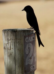 Dicrurus adsimilis apivorus