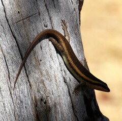 Trachylepis wahlbergii