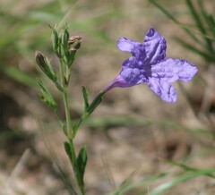 Ruellia nudiflora