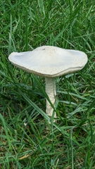 Saproamanita thiersii