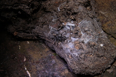 Ischnothele guianensis