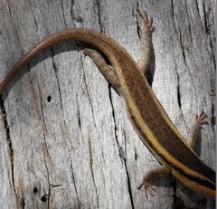 Trachylepis wahlbergii