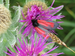 Zygaena minos